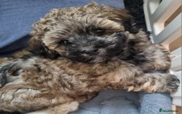 Maltipoo dogs for sale: Toy Maltipoos💫DNA Clear💫3GenPedigree💫PreTrained - Image 17