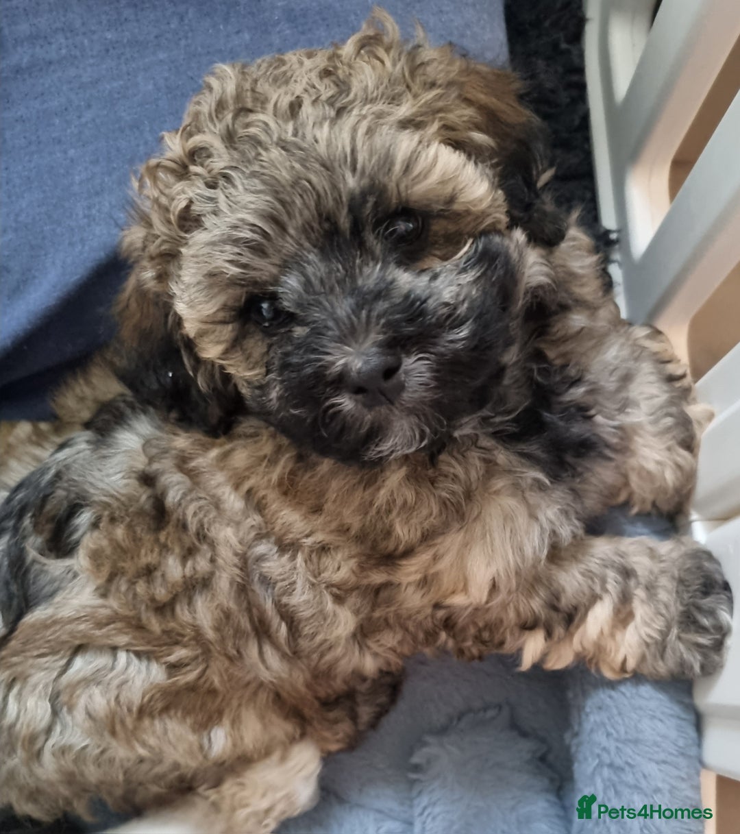 Maltipoo dogs for sale: Toy Maltipoos💫DNA Clear💫3GenPedigree💫PreTrained - Image 17