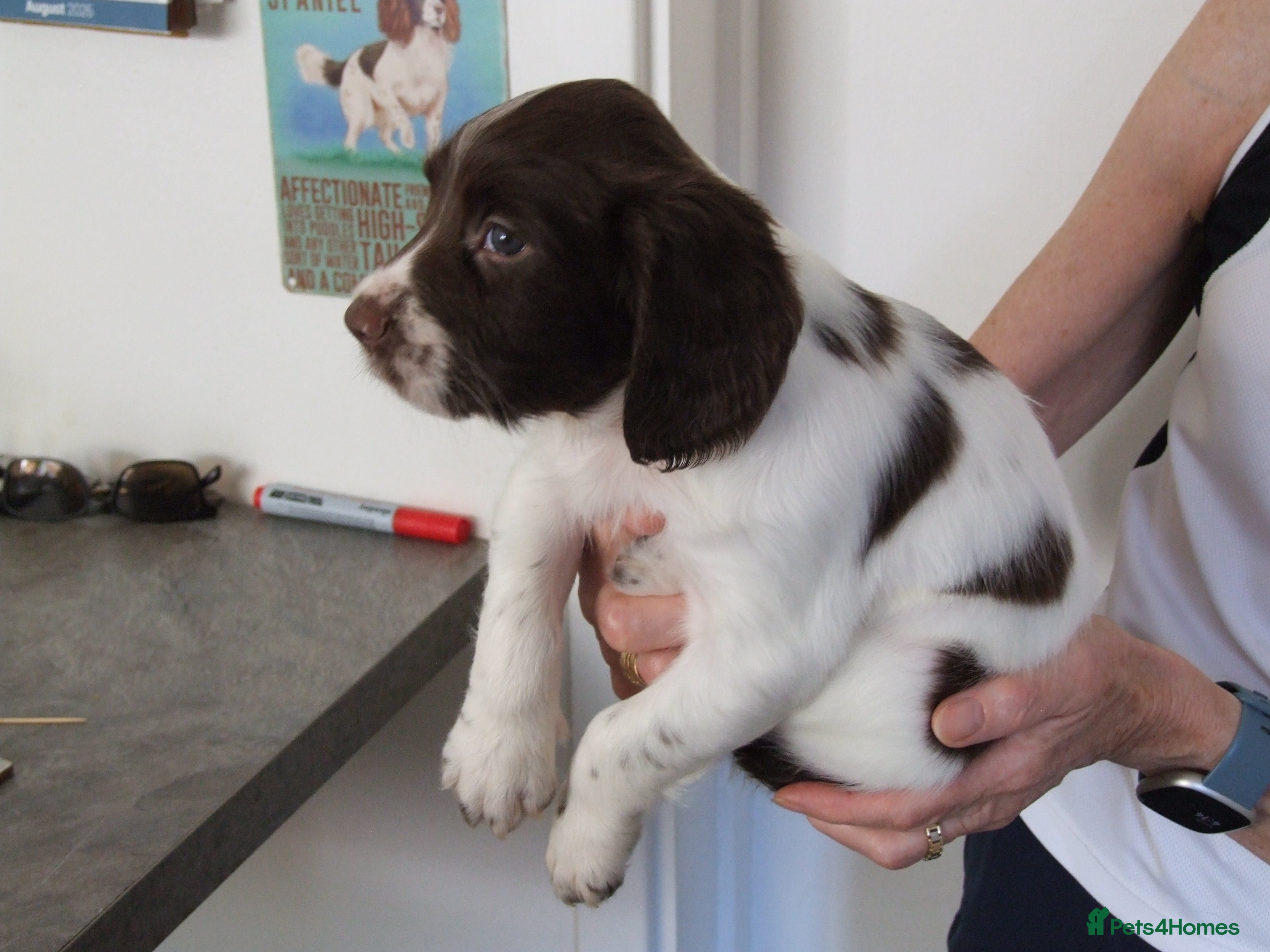English Springer Spaniel dogs A Lovely Litter of English Springer Spaniels - Advert 2