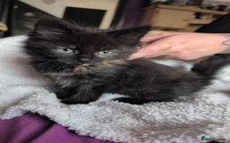 Mixed Breed cats for sale: Beautiful fluffy kittens dads part maincoon  - Image 8