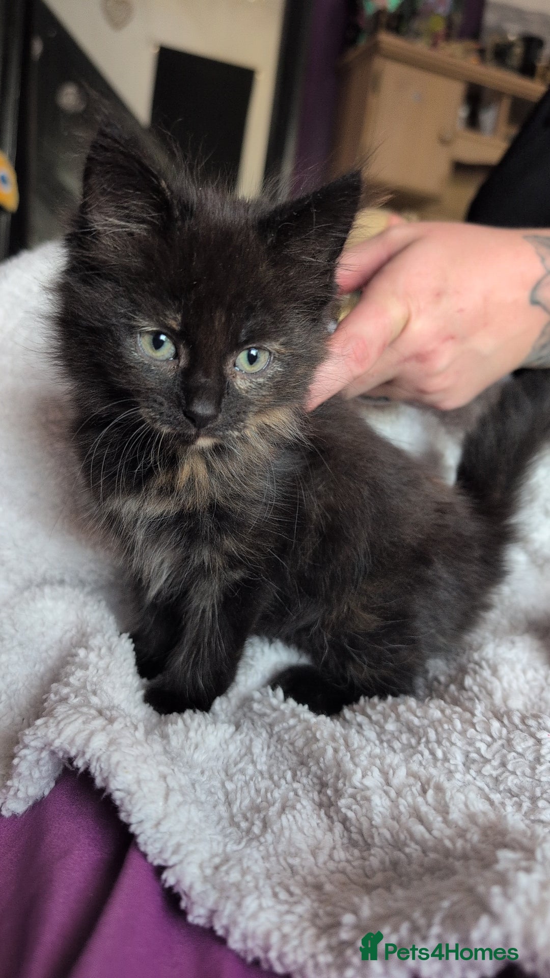 Mixed Breed cats for sale: Beautiful fluffy kittens dads part maincoon  - Image 8