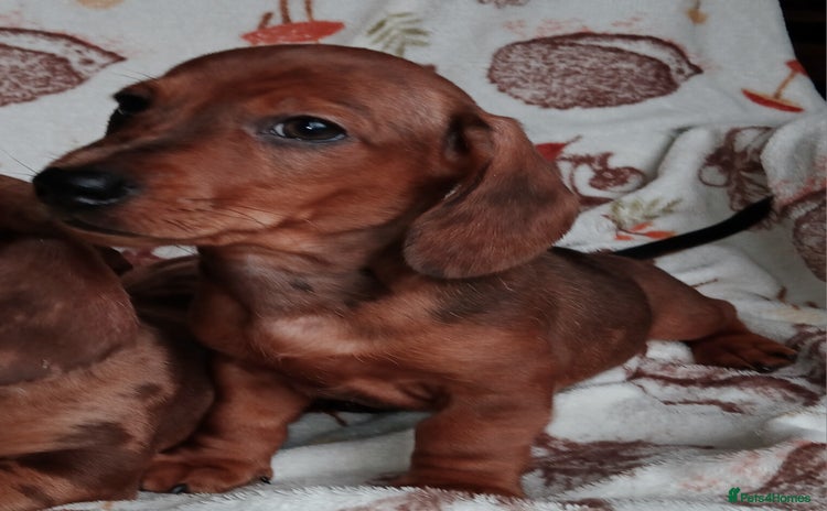 Miniature Dachshund dogs - Advert 3