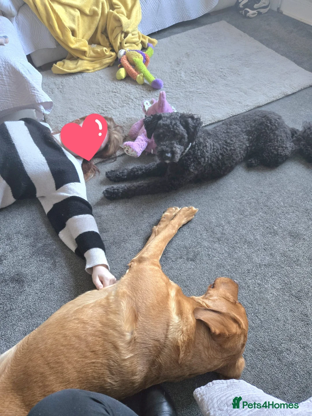 Mixed Breed dogs for adoption: Sheepy 🤍 in Middlesbrough - Advert 5