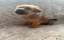 Jack Russell dogs for sale: Jack Russell pups - Image 2