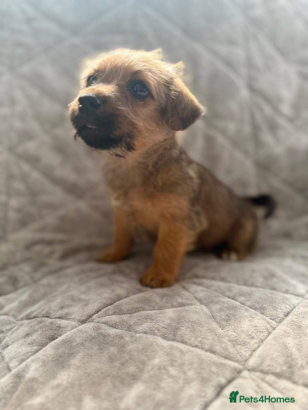 Jack Russell dogs for sale: Jack Russell pups - Image 2