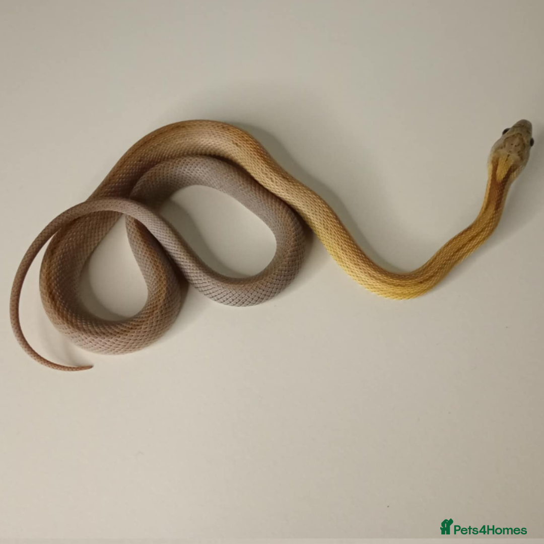 Corn Snake reptiles for sale: Corn Snakes Available UKCB25 - Advert 5