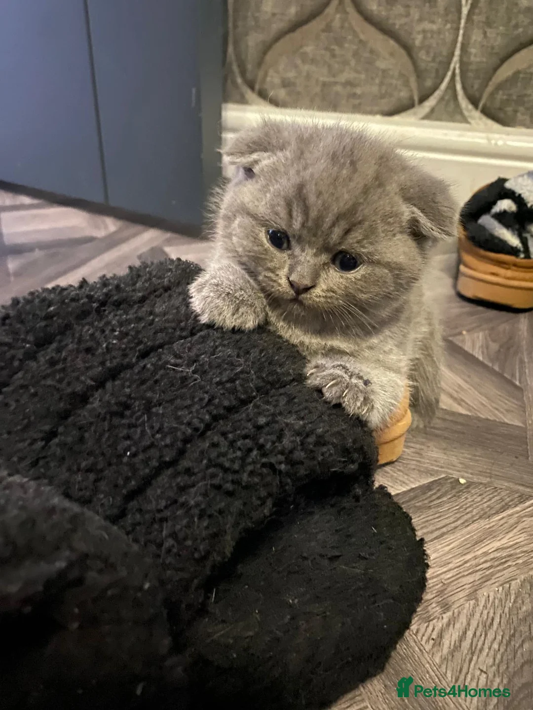 British Shorthair cats for sale: British shorthair snd scottish fold  - Advert 3