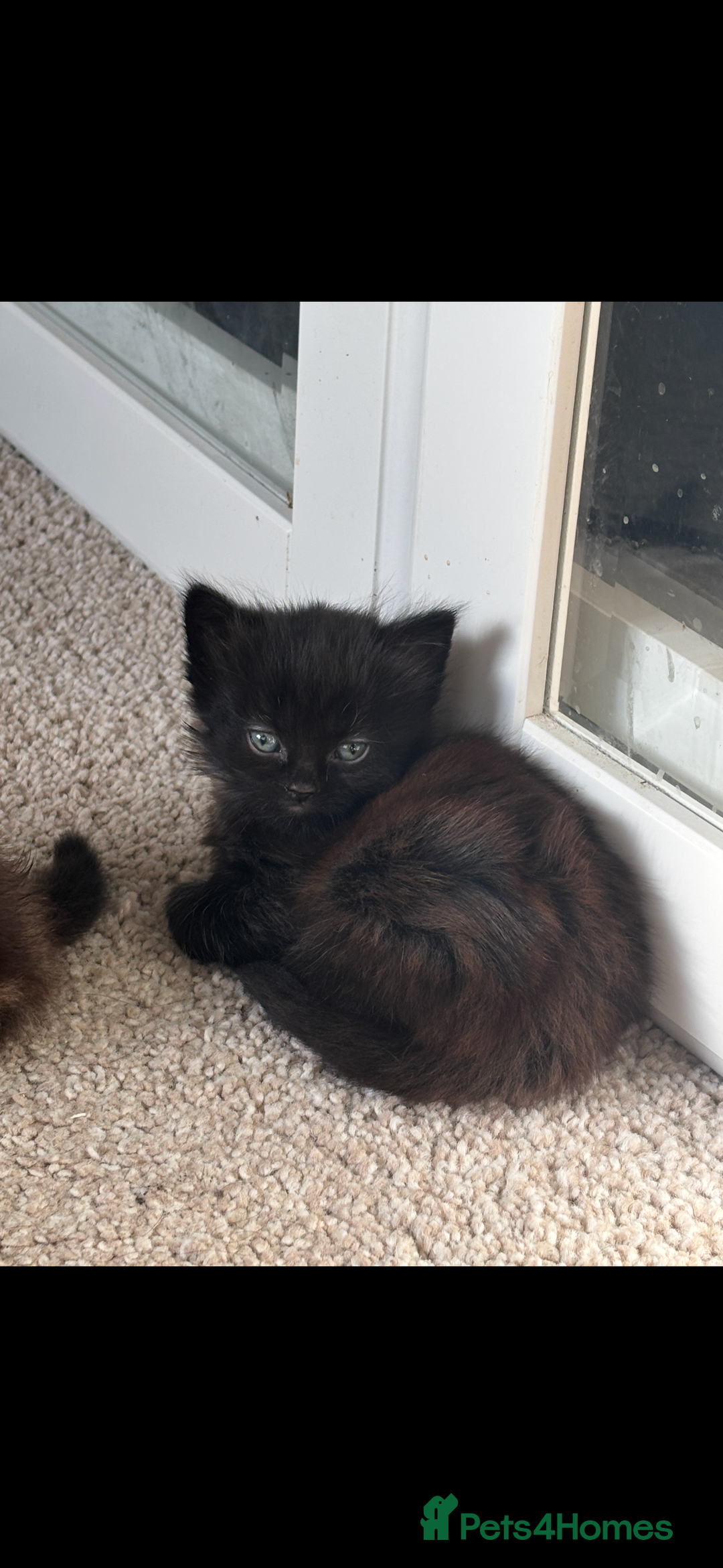 Mixed Breed cats for sale: Fluffy Adorable Kittens - Image 3