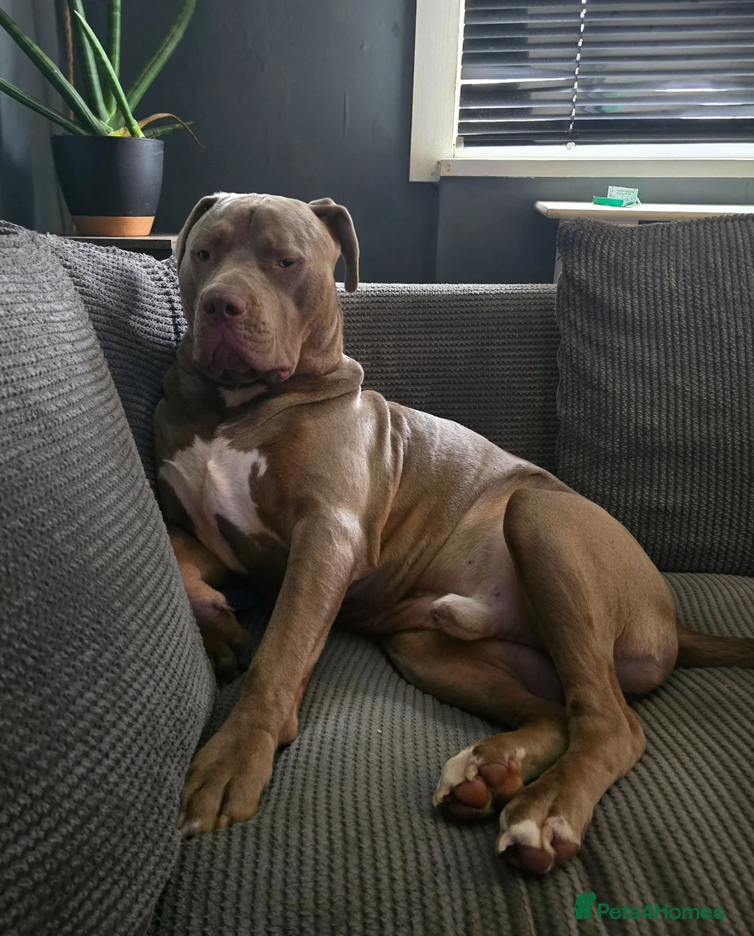 Mixed Breed dogs for sale: Meet Bruno 💗 - Advert 11