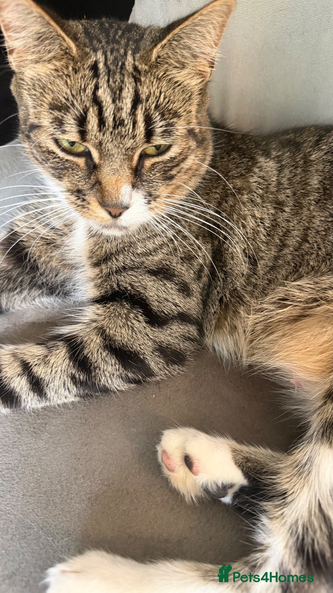 Mixed Breed cats Tabby kittens for sale  - Advert 2