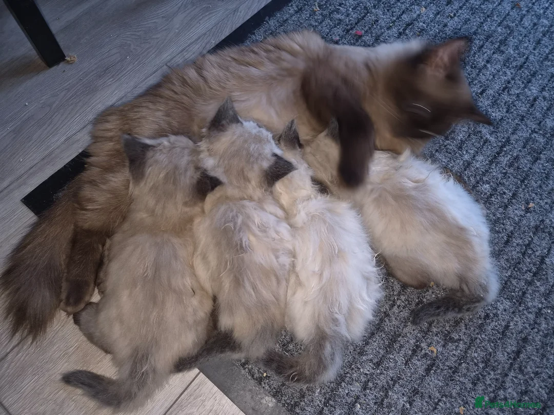 Ragdoll cats for sale: Stunning Ragdoll Kittens seal and mink seal point  - Advert 10