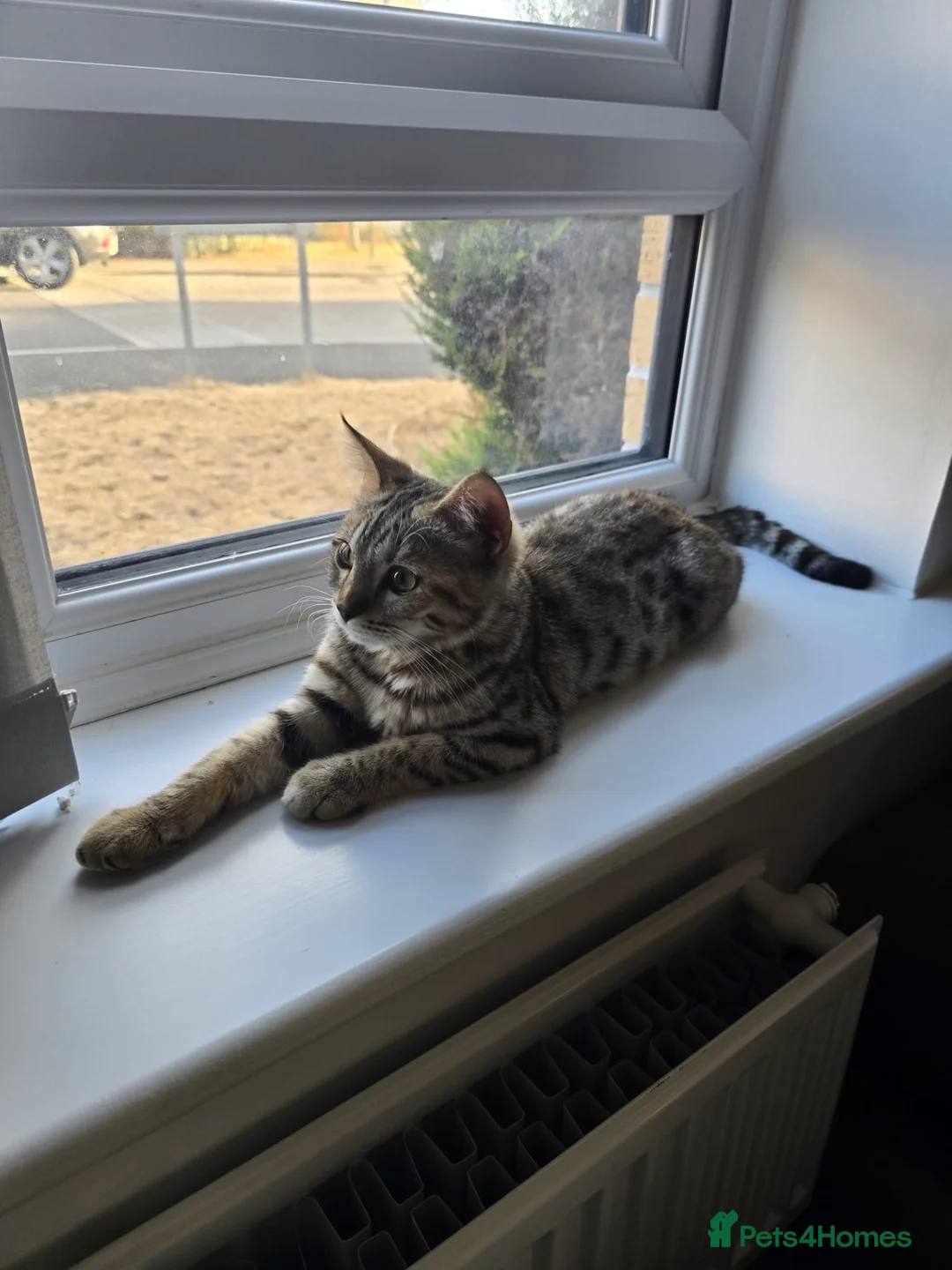 Mixed Breed cats for sale: Female for sale in Plymouth - Advert 4