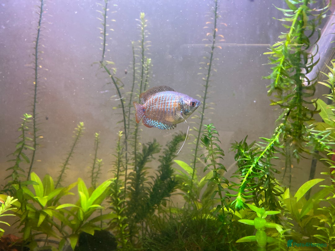 Gouramis fish for sale: 100 litre tank set up for sale  - Advert 2
