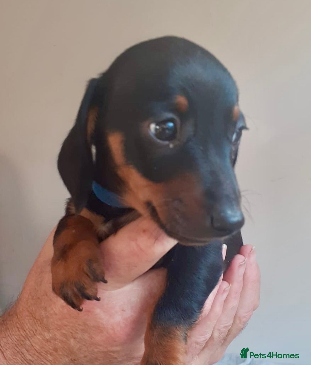 Miniature Dachshund dogs for sale: Stunning  Black and Tan miniature Dachshunds - Image 3