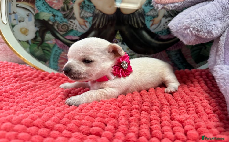 Chihuahua dogs - Advert 4