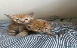 Mixed Breed cats for sale: Cuddly ginger twins - Image 1