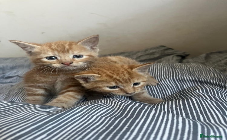 Mixed Breed cats - Advert 13