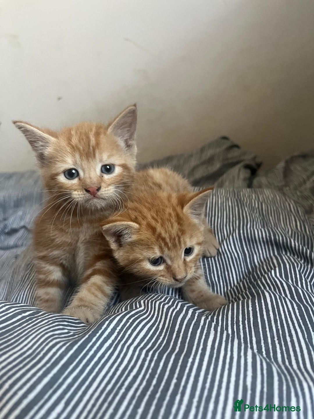 Mixed Breed cats for sale: Cuddly ginger twins - Image 1