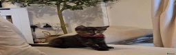 Mixed Breed cats for sale: tortoiseshell kitten - Advert 3