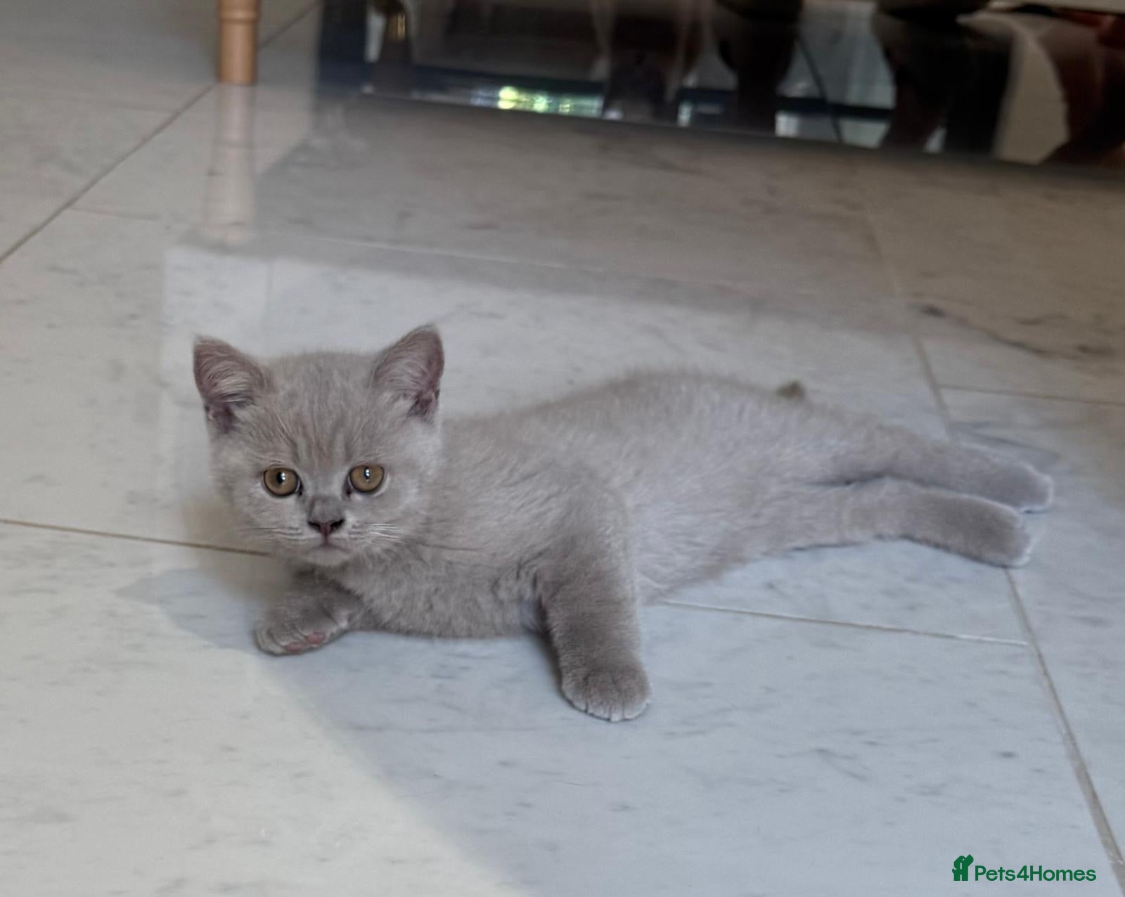 British Shorthair cats British shorthair beautiful lilac kitten  - Advert 1