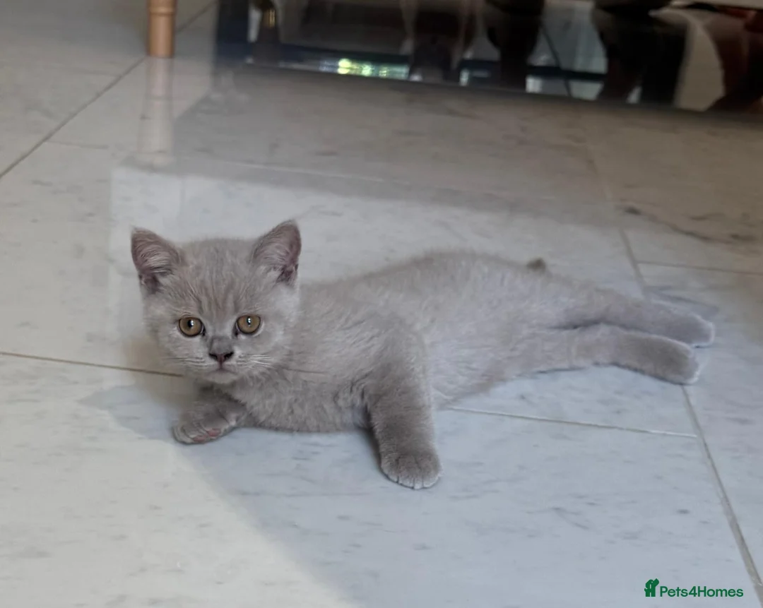 British Shorthair cats for sale: British shorthair beautiful lilac kitten  - Advert 1