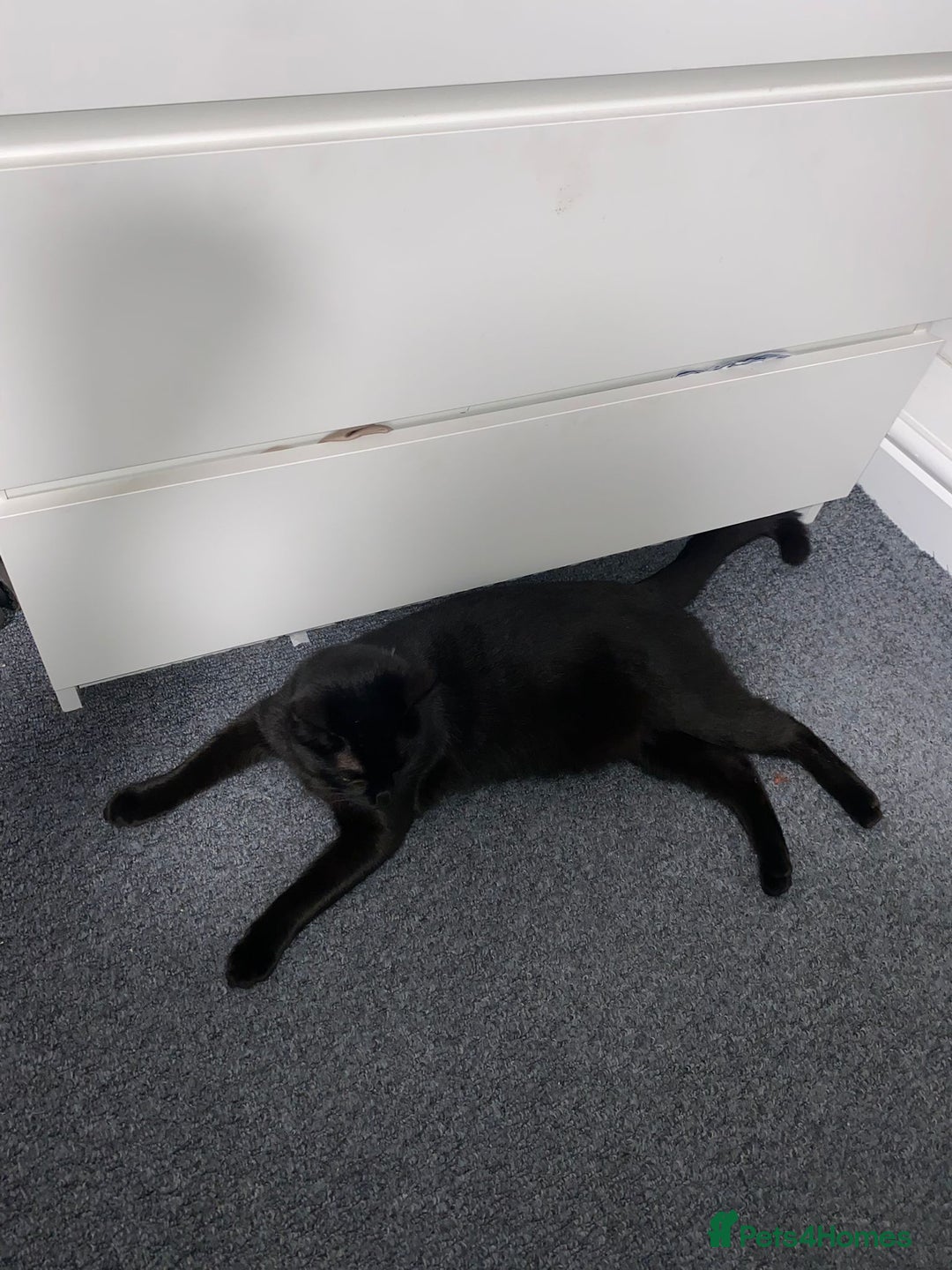 Mixed Breed cats for sale: 2 loving 6 months cats ready to find forever home  - Advert 3