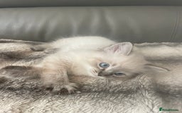 Ragdoll cats for sale: Last boy girl Hcm pkd so loving  playful cutie  - Image 30