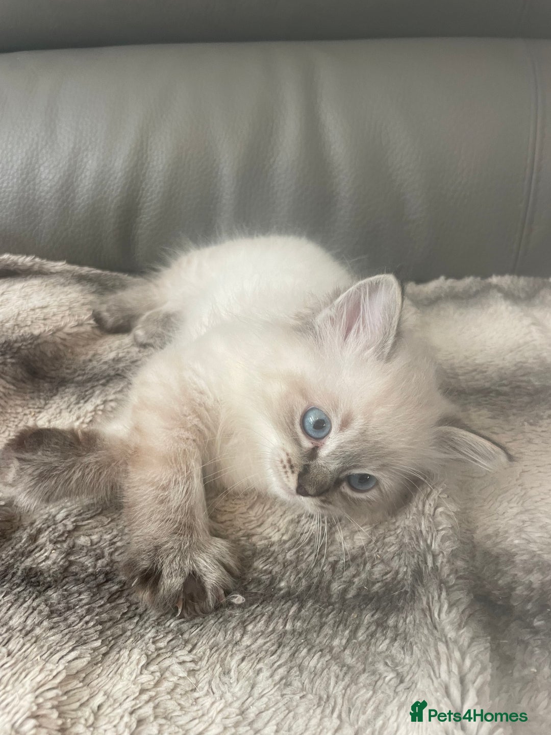 Ragdoll cats for sale: Last boy girl Hcm pkd so loving  playful cutie  - Image 30
