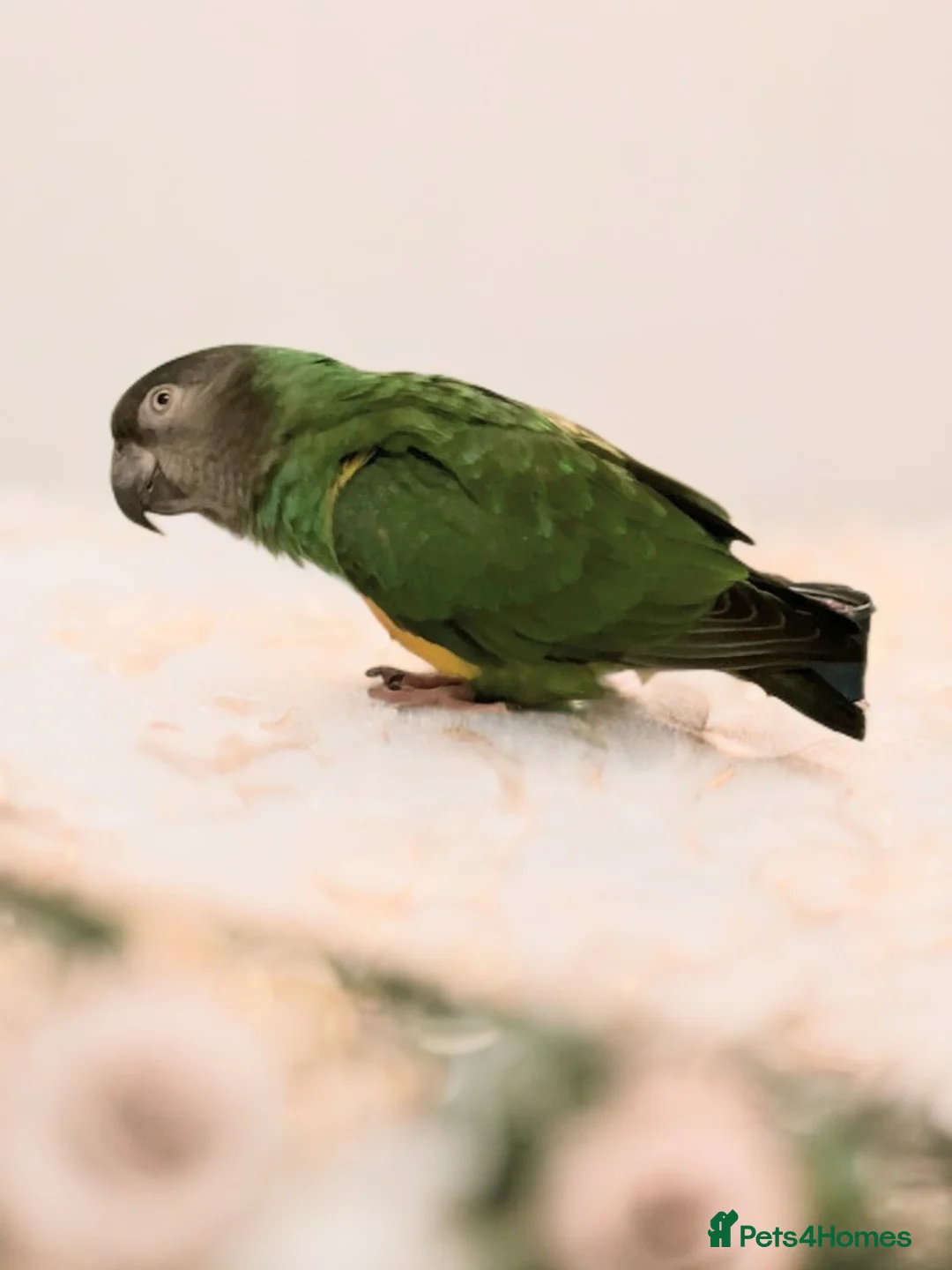 Parrots birds for sale: Senegal parrot 4 babies available very friendly - Advert 4