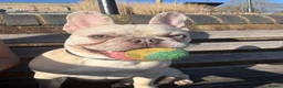 French Bulldog dogs for sale: French bulldog merle male - Advert 1