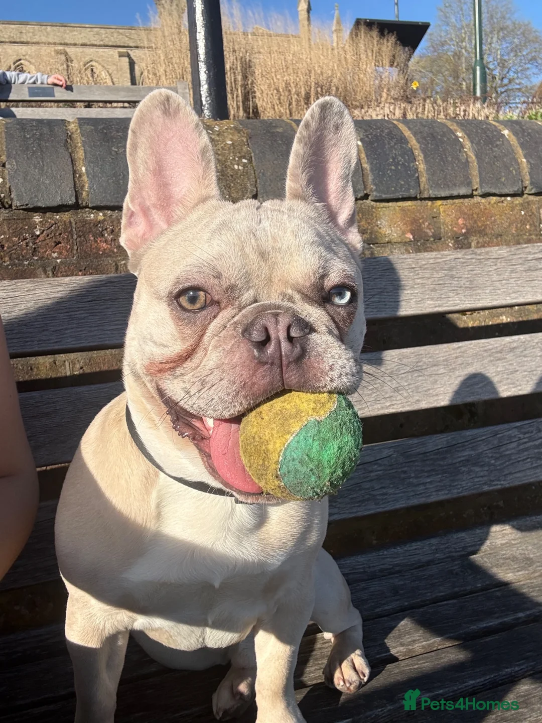 French Bulldog dogs for sale: French bulldog merle male - Advert 1