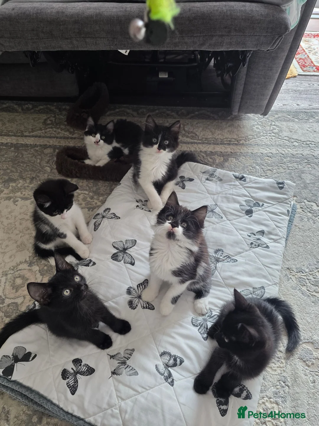 Mixed Breed cats for sale: Lovely 3-month-old mixed breed kittens - Advert 17