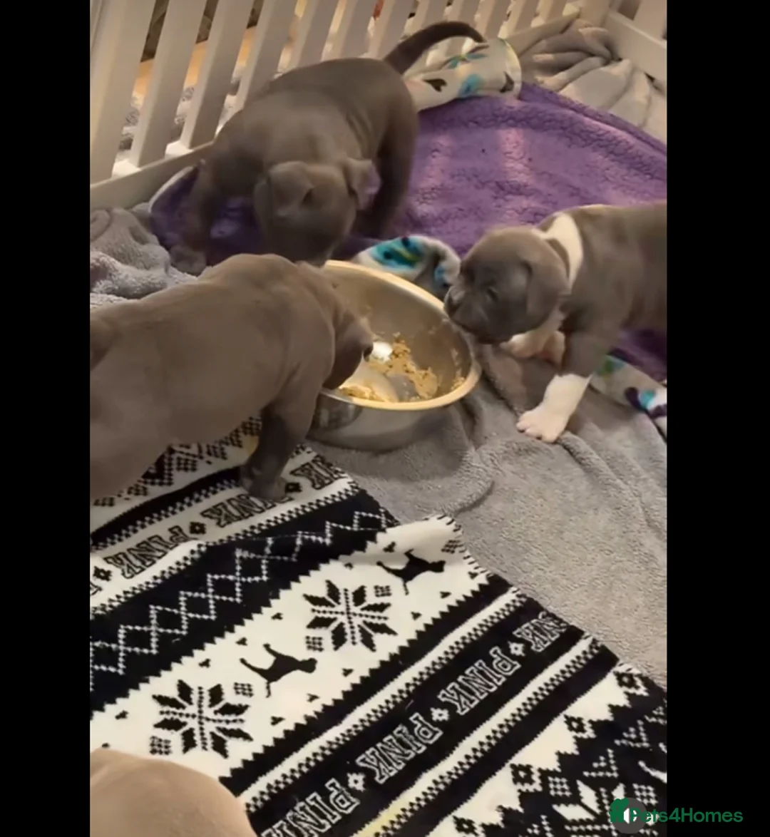 Staffordshire Bull Terrier dogs for sale: 1st Class 100%Staffy puppies Kc Reg - Advert 21