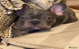 French Bulldog dogs for sale: French Bulldog 4 Boys and 3 girls  - Image 13