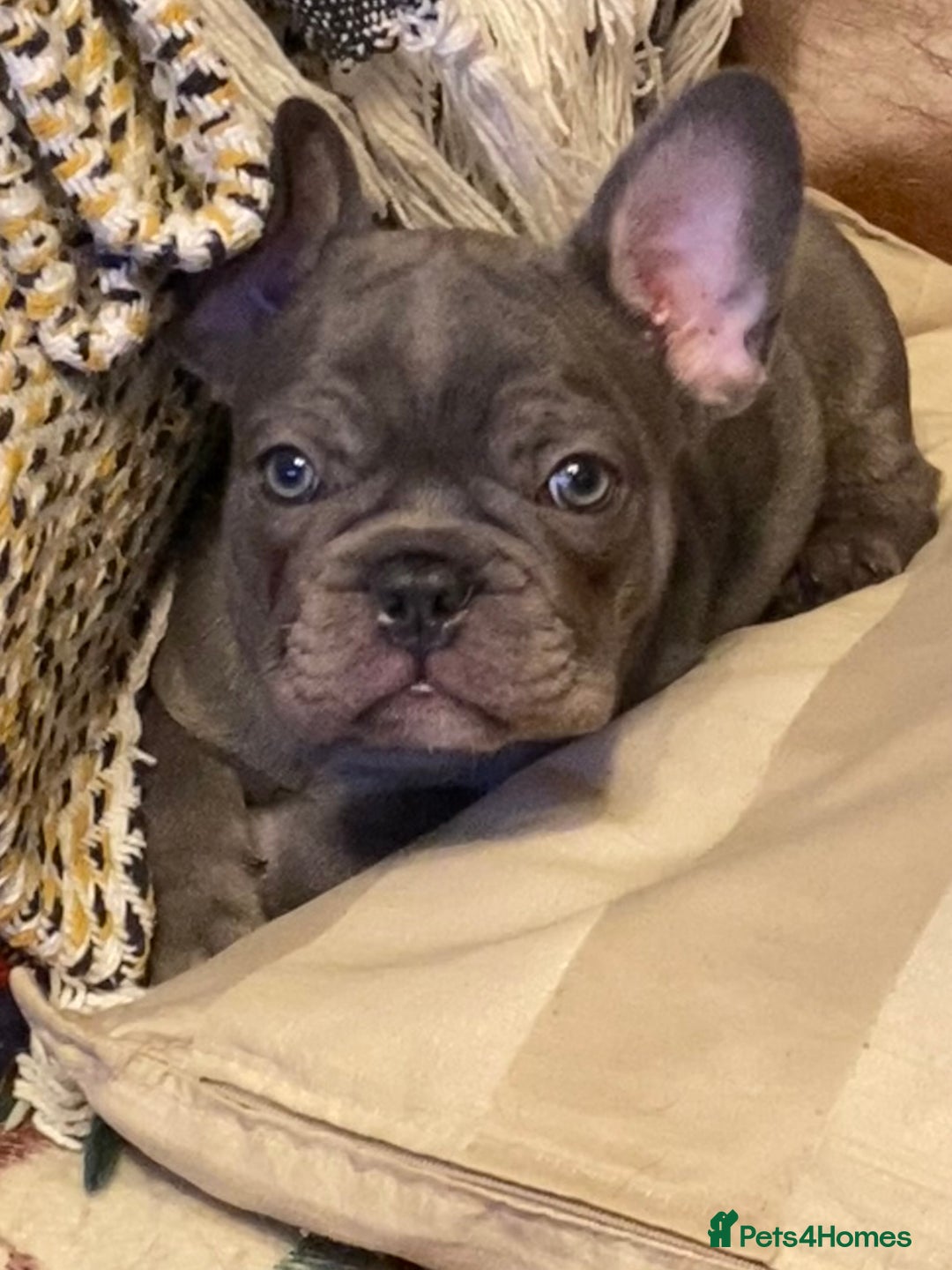 French Bulldog dogs for sale: French Bulldog 4 Boys and 3 girls  - Image 13