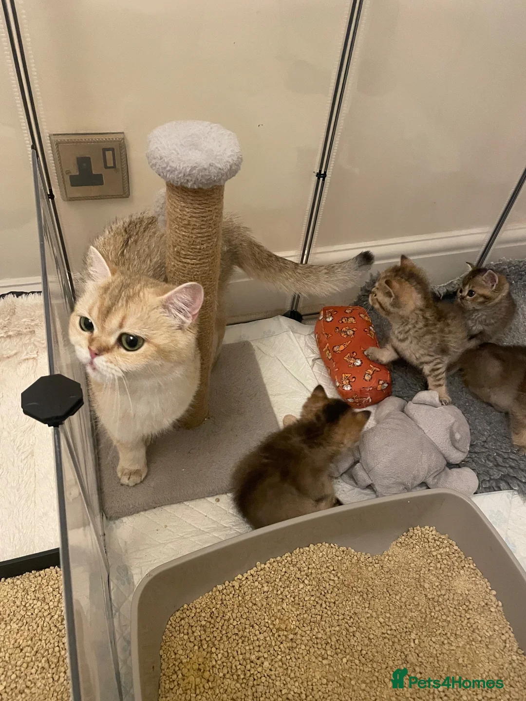 British Shorthair cats for sale: TICA reg - black golden spotted BSH boy - Advert 2