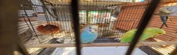 Budgerigars birds for sale: 4x budgie chicks £40 each ready now - Advert 5