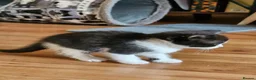 Mixed Breed cats for sale: Cute kitties are looking for a new home 🐈‍⬛ - Advert 11