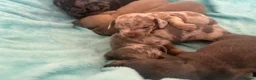 Miniature Dachshund dogs for sale: miniture dachshund puppies!! - Advert 28