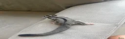 Sugar Glider rodents for sale: Sugar Gliders Grey + Leu (Details in Description) - Advert 8