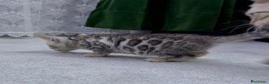 Bengal Kitten 4
