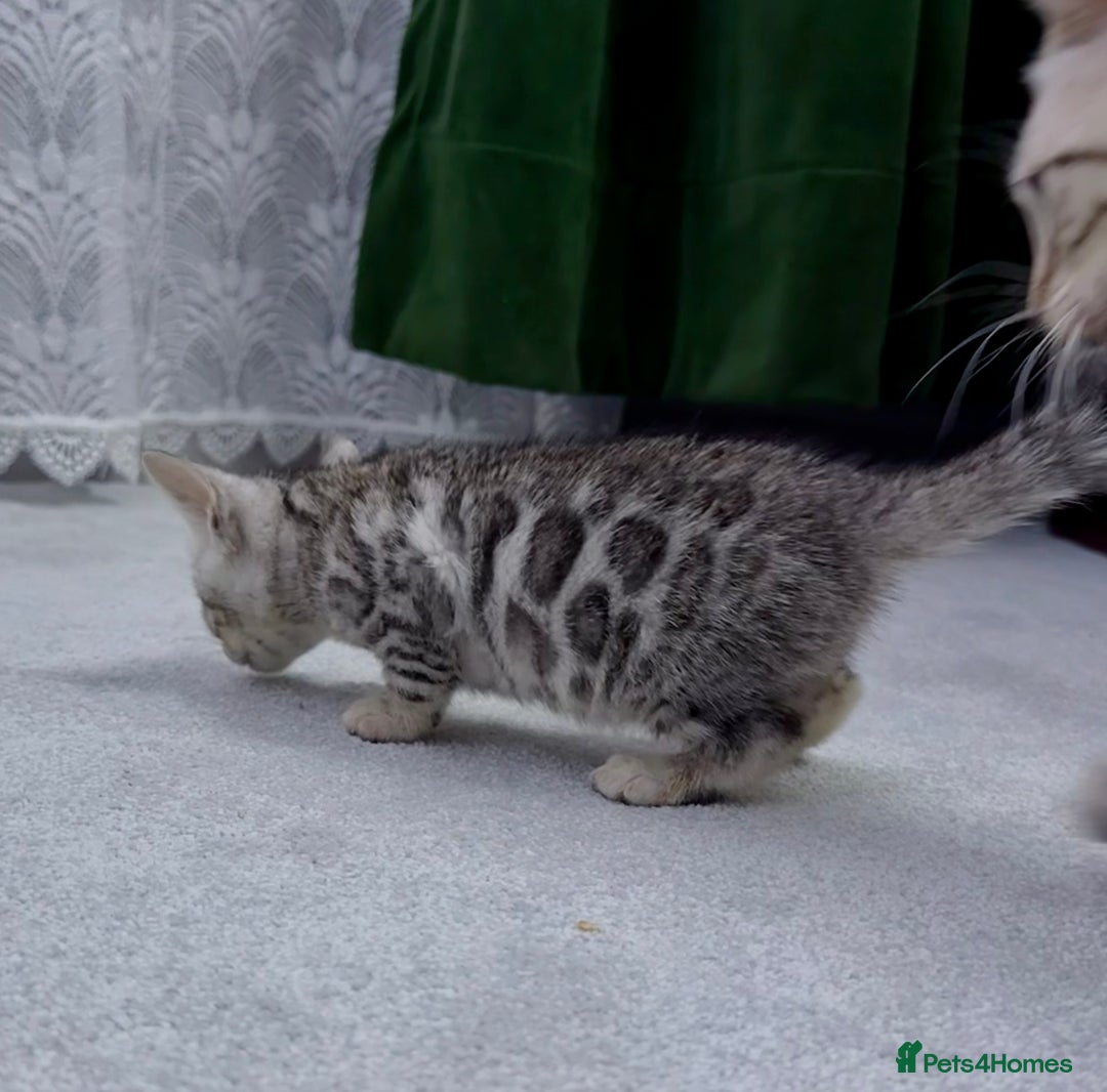 Bengal cats for sale: kittens - Advert 9