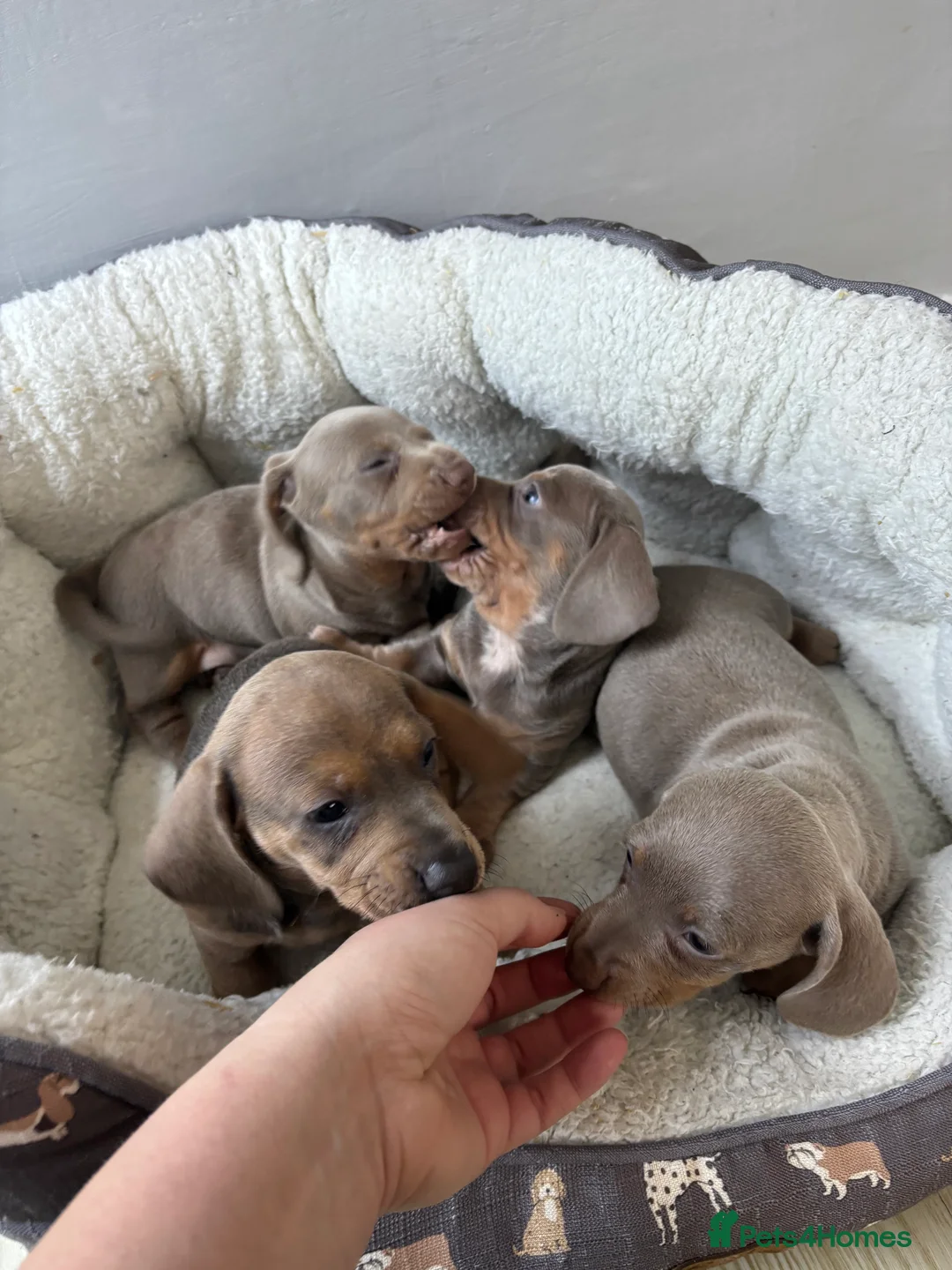 Dachshund dogs for sale: 4 beautiful Isabella and tan puppy’s  - Advert 6