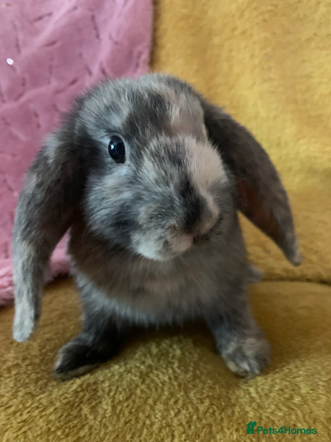 Mini Lop rabbits for sale: 5 beautiful mini lop bunnies for sale - Image 3