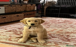 Golden Retriever dogs for stud: Stunning Health-Tested KC Golden Retriever Stud - Image 8