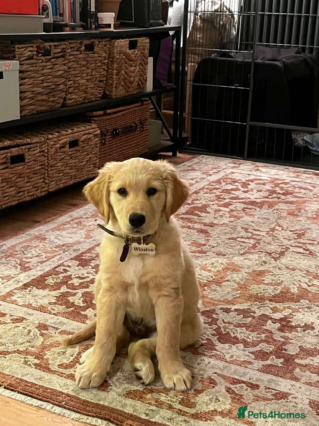 Golden Retriever dogs for stud: Stunning Health-Tested KC Golden Retriever Stud - Image 8