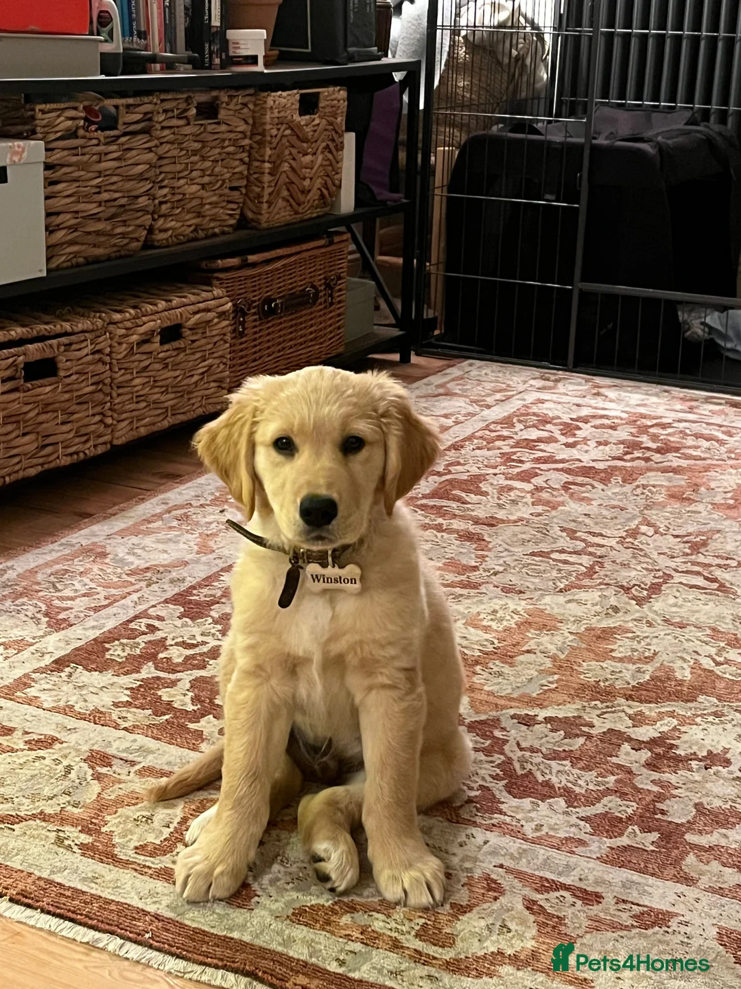 Golden Retriever dogs for stud: Stunning Health-Tested KC Golden Retriever Stud - Advert 8