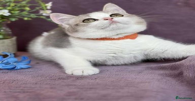 British Shorthair cats - Advert 3
