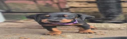 Dobermann dogs for sale: Dobermans Ready to Go. - Advert 12