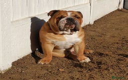 English Bulldog dogs for sale: ENGLISH BULLDOG MALE RED AND WHITE  - Image 1